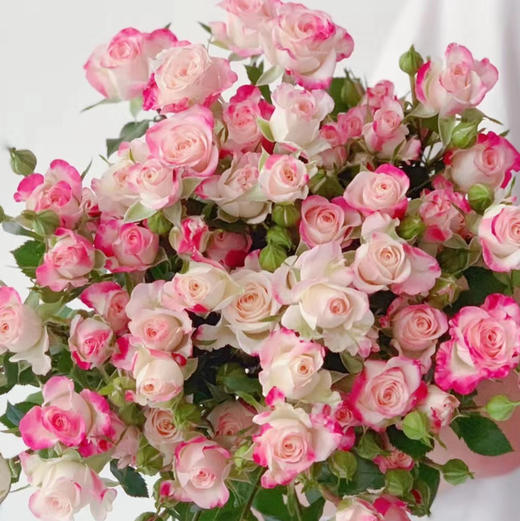 多头玫折射 商品图0