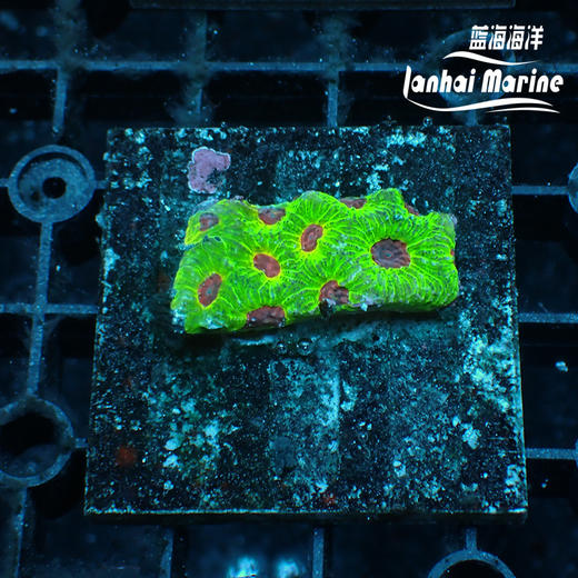 人工彩虹蜂巢脑 商品图5