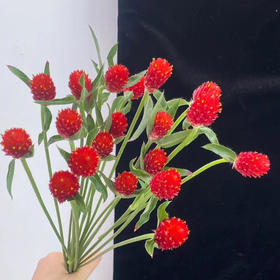 干花千日红