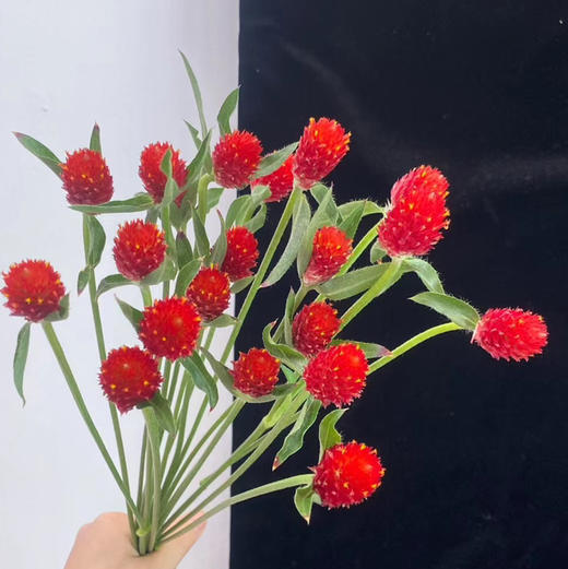 干花千日红 商品图0