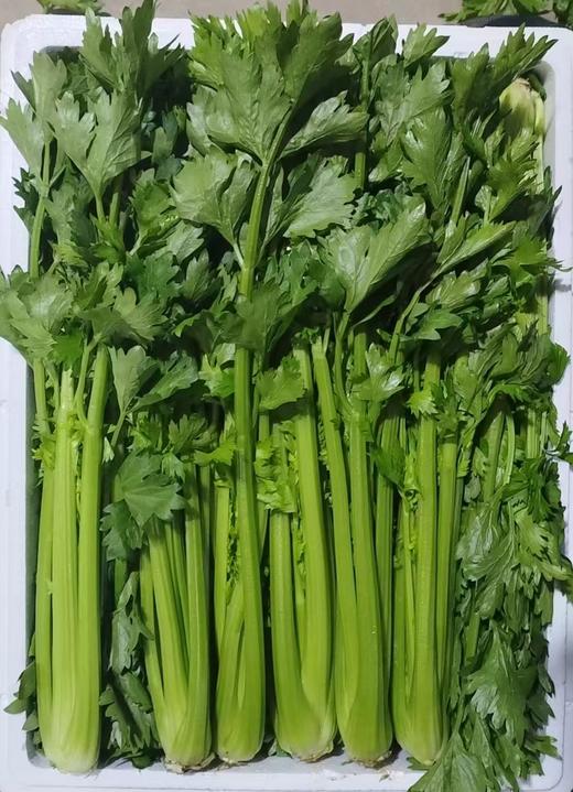 有机西芹 3斤 5斤 9斤  口感清脆、营养丰富 商品图1