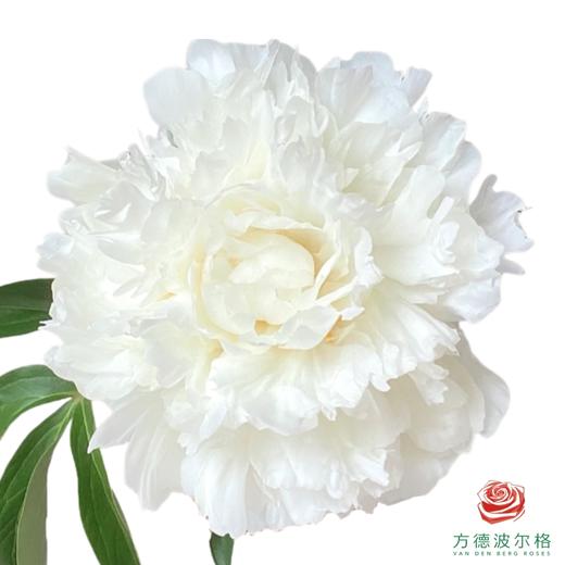 芍药 玛丽 1枝1扎 商品图0