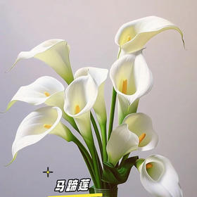 昆明马蹄莲，