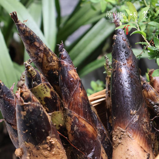 生态雷竹笋（基地直发-顺丰包邮 ）｜4.5斤/箱，来自四川蒲江，生产者：张家银【合作生产，公平贸易】 商品图10