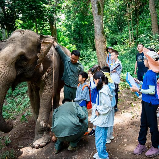五一特期 | 西双版纳，丛林王国里的人与自然 5天4晚 商品图7