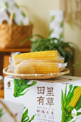 【会员7.5/根】田里有草0添加非转基因甜糯玉米 净含量：200克