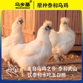 正宗原种泰和乌鸡新鲜现杀农家散养白凤乌骨鸡老母鸡公鸡礼盒装