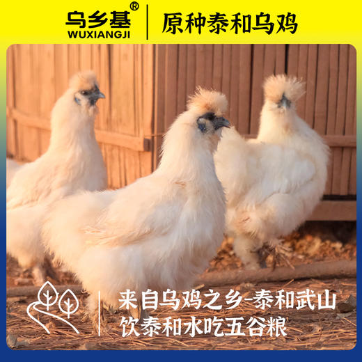 正宗原种泰和乌鸡新鲜现杀农家散养白凤乌骨鸡老母鸡公鸡礼盒装 商品图0