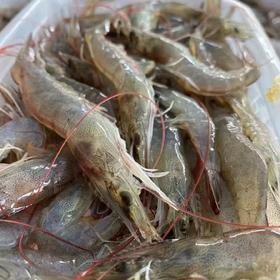 原生态海捕小海虾