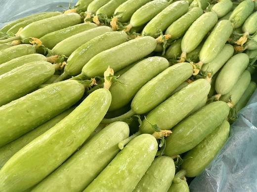 【不土山货goodgoods®横扫水果黄瓜】 新鲜青瓜  我们的黄瓜曾被央视爸爸强烈推荐   也是盒马销量TOP榜水果黄瓜 商品图2