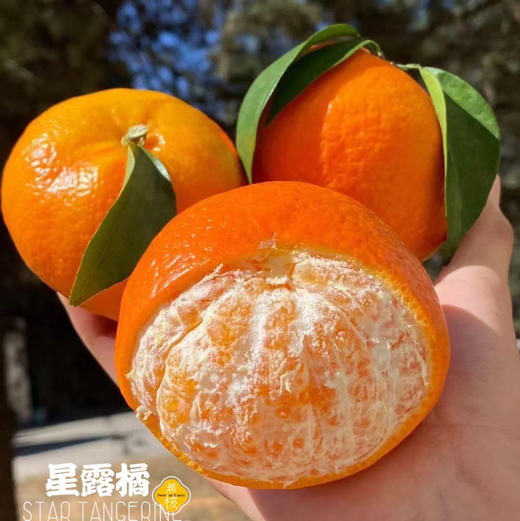 【六椀菱星露橘】一款自然成熟的无核沃柑，甜嫩爆汁，风味十足，好吃不上火 商品图5