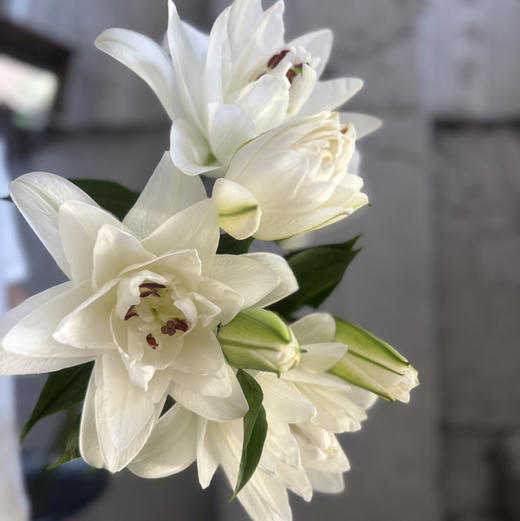 重瓣百合.霞多丽（北极星） 商品图3