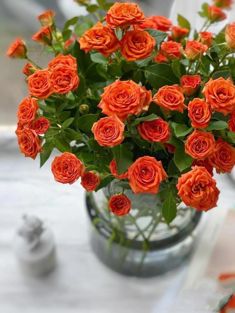 多头玫橙芭比70cm