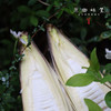 生态雷竹笋（基地直发-顺丰包邮 ）｜4.5斤/箱，来自四川蒲江，生产者：张家银【合作生产，公平贸易】 商品缩略图11
