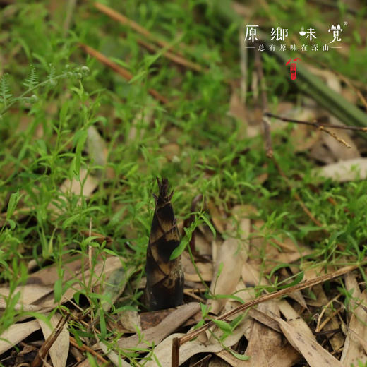 生态雷竹笋（基地直发-顺丰包邮 ）｜4.5斤/箱，来自四川蒲江，生产者：张家银【合作生产，公平贸易】 商品图14