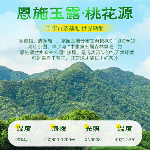 【2026年新茶预售】茶马世家丨恩施玉露 绿茶 一级 春华商务礼盒180g（90g*2罐）非遗技艺 湖北恩施绿茶 2025年新茶，新茶预计4月15日发货 商品图5