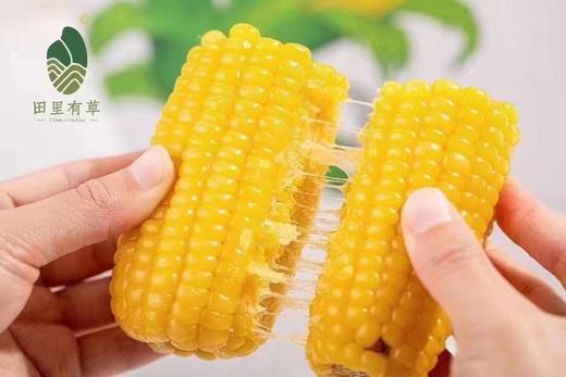 【会员7.5/根】田里有草0添加非转基因甜糯玉米 净含量：200克 商品图2