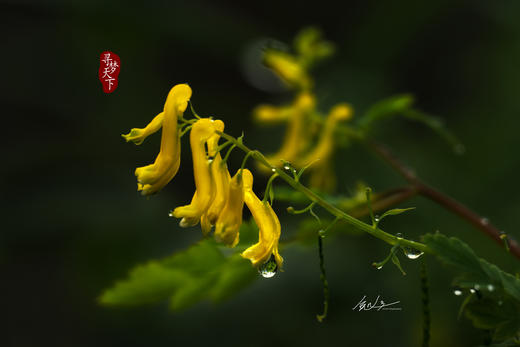 4.25春摄大别山——麻城龟峰山杜鹃花海•薄刀锋风光•天马寨五彩杜鹃5天 商品图4