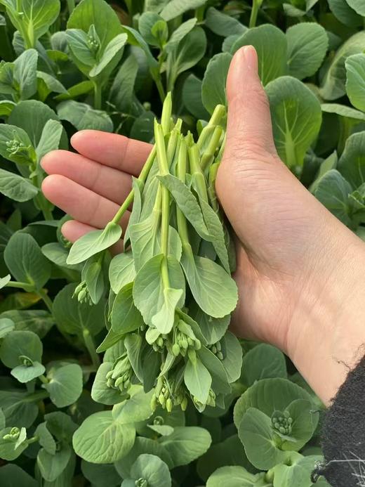 青菜薹（红菜薹） 商品图0
