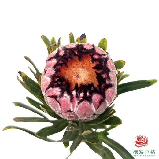 公主 红宝石 1枝 商品图1