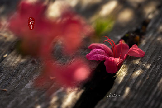 4.25春摄大别山——麻城龟峰山杜鹃花海•薄刀锋风光•天马寨五彩杜鹃5天 商品图13