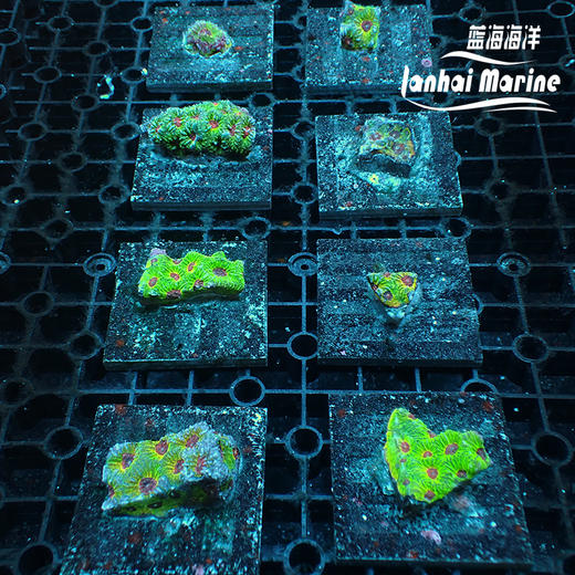 人工彩虹蜂巢脑 商品图2