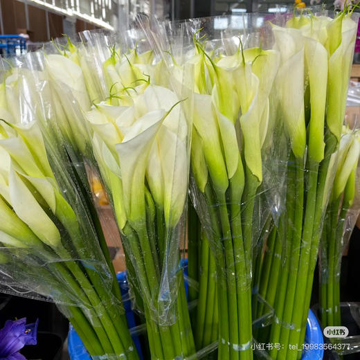 昆明马蹄莲， 商品图1