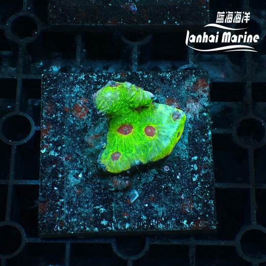 人工彩虹蜂巢脑 商品图4