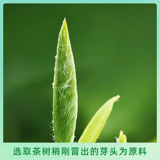恩施 金苔香 初玉雪芽绿茶芽茶 48g/盒 商品图1