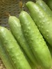 【不土山货goodgoods®横扫水果黄瓜】 新鲜青瓜  我们的黄瓜曾被央视爸爸强烈推荐   也是盒马销量TOP榜水果黄瓜 商品缩略图1