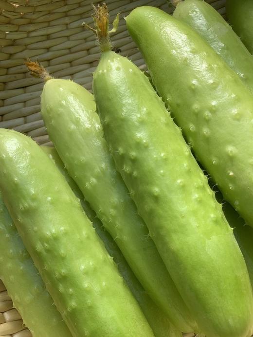 【不土山货goodgoods®横扫水果黄瓜】 新鲜青瓜  我们的黄瓜曾被央视爸爸强烈推荐   也是盒马销量TOP榜水果黄瓜 商品图1