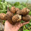 【荔浦大芋头/牛奶小芋头】养生食品多吃芋头，年年有余！口感细腻润滑，粉而不黏，糯性强，果实饱满，结实易熟 商品缩略图9
