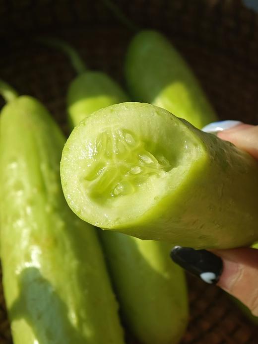 【不土山货goodgoods®横扫水果黄瓜】 新鲜青瓜  我们的黄瓜曾被央视爸爸强烈推荐   也是盒马销量TOP榜水果黄瓜 商品图3
