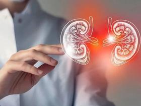  肾脏，可能是全身最能「忍」的器官 