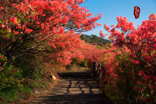 4.25春摄大别山——麻城龟峰山杜鹃花海•薄刀锋风光•天马寨五彩杜鹃5天 商品图8