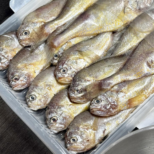 【康在此】黄海野生新鲜梅童鱼 大头宝 肉质细腻鲜嫩 入口即化 零冰衣发货 商品图3