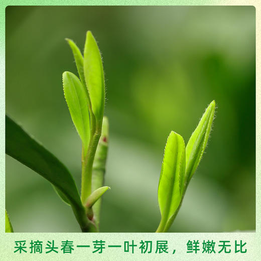 恩施 金苔香 恩施玉露绿茶   48g/盒 商品图1