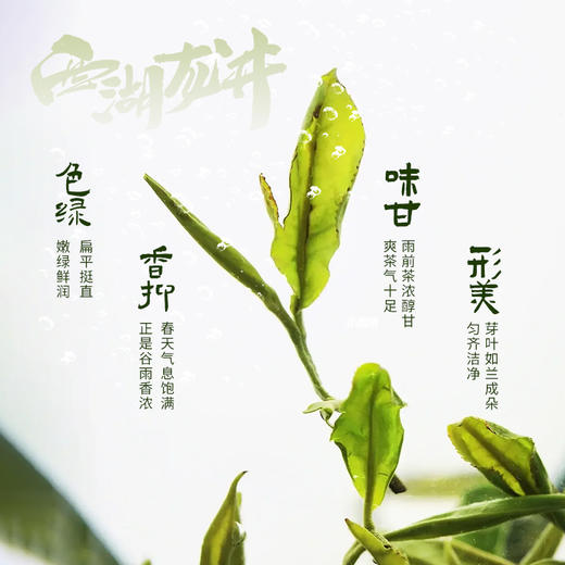 西湖龙井 明前特级50g铁罐装（M2） 商品图5