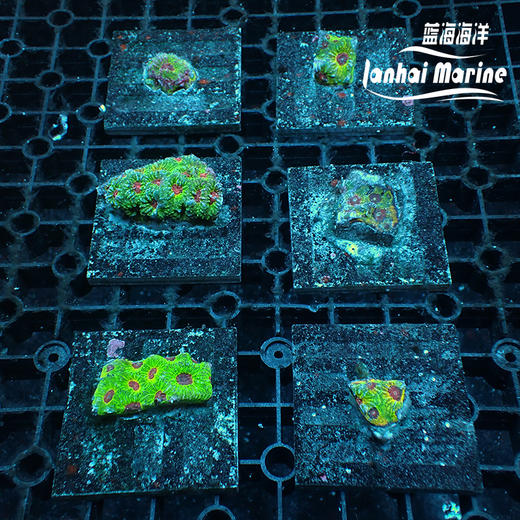 人工彩虹蜂巢脑 商品图3