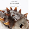 福东海 海参200克 22-28只 大连辽刺参淡干海参水产特产干货 补品送礼 商品缩略图5