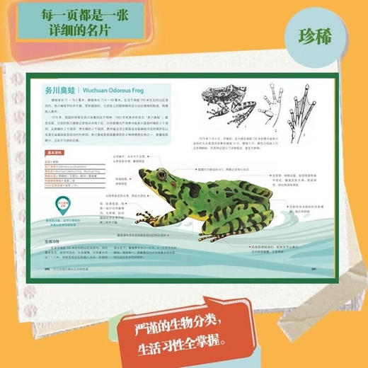 长江珍稀水生动物手绘图鉴  科技民生报告 商品图2