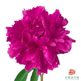 芍药 彼得布兰德