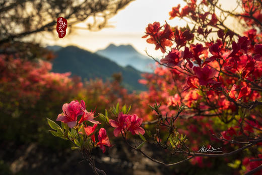 4.25春摄大别山——麻城龟峰山杜鹃花海•薄刀锋风光•天马寨五彩杜鹃5天 商品图7