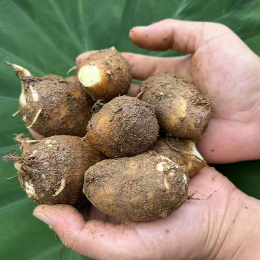 【荔浦大芋头/牛奶小芋头】养生食品多吃芋头，年年有余！口感细腻润滑，粉而不黏，糯性强，果实饱满，结实易熟 商品图10