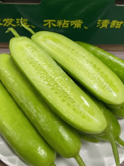 【不土山货goodgoods®横扫水果黄瓜】 新鲜青瓜  我们的黄瓜曾被央视爸爸强烈推荐   也是盒马销量TOP榜水果黄瓜