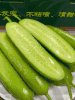 【不土山货goodgoods®横扫水果黄瓜】 新鲜青瓜  我们的黄瓜曾被央视爸爸强烈推荐   也是盒马销量TOP榜水果黄瓜 商品缩略图0