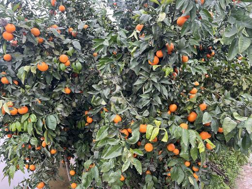 农家自种“丑”沃柑《5-6斤装》 商品图3