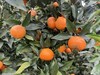 农家自种“丑”沃柑《5-6斤装》 商品缩略图2