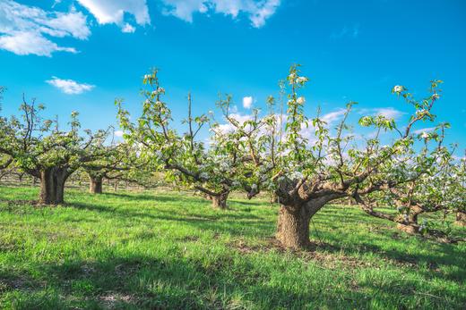 5月9日延边苹果梨花海，长白山天池瀑布峡谷、鸭绿江中朝边境8天摄影团 商品图11