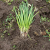 葱 商品缩略图1